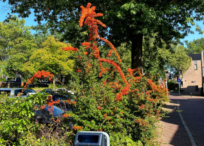 Oude Thijplein Rossum