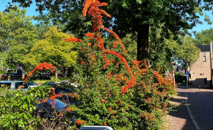 Oude Thijplein Rossum